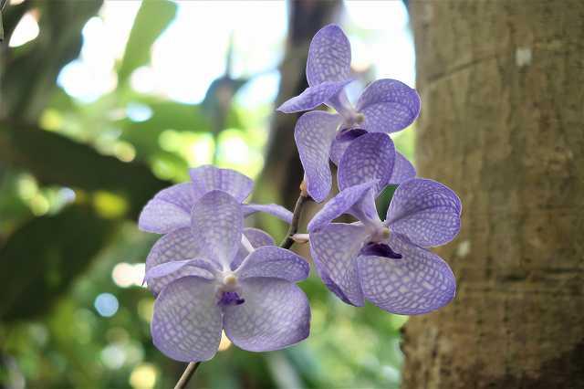 原種のラン開花してます！ - ミュージアムブログ - ときわミュージアム - ときわ公園|山口県宇部市